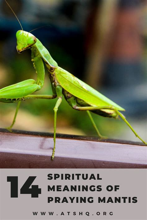 Praying mantis occultism